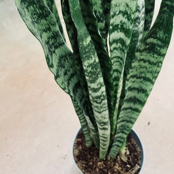 Sansevieria zeylanica, pianta da interno