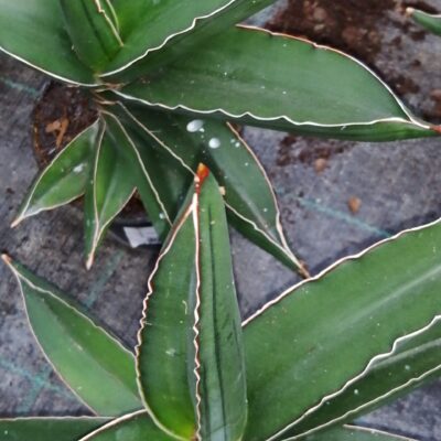 Sansevieria eherenbergii 'Samurai Dwarf'
