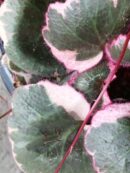 Saxifraga stolonifera Tricolor