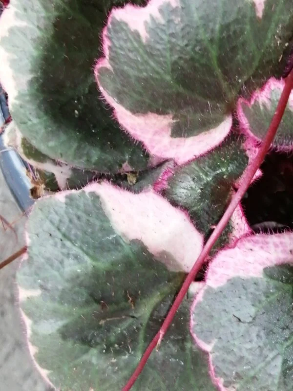 Saxifraga stolonifera Tricolor, pianta da esterno