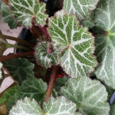 Saxifraga stolonifera Hsitou Silver