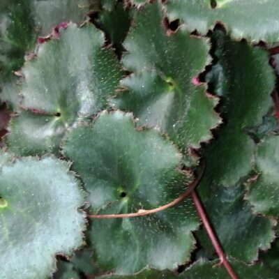 Saxifraga stolonifera