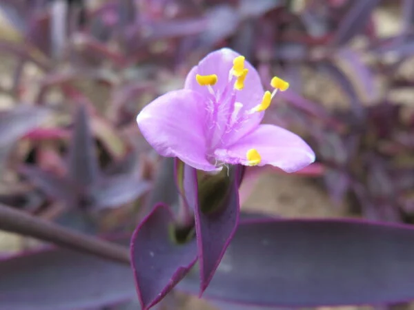 Tradescantia pallida Purpurea, foto 3