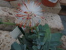 Senecio galpinii