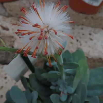 Senecio galpinii