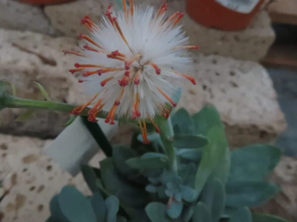 Senecio galpinii, pianta da interno