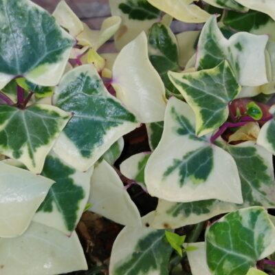 Senecio macroglosussu 'Variegatus', wax ivy