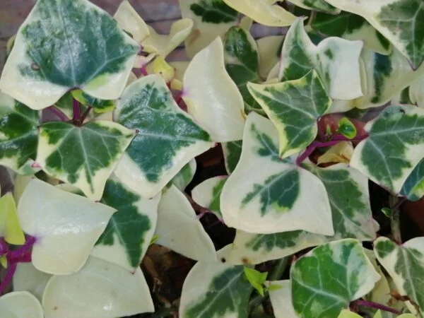 Senecio macroglossus 'Variegatus', wax ivy, pianta da interno