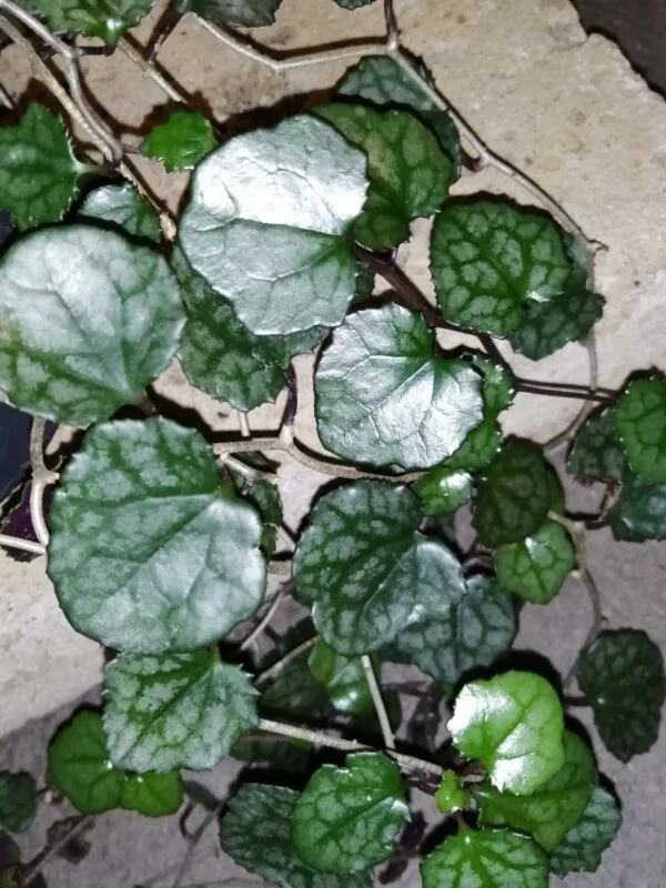 Senecio mikanioides sin. Delairea odorata, foto 2