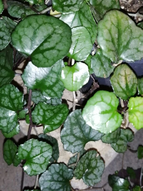 Senecio mikanioides sin. Delairea odorata, foto 4