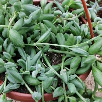 Senecio radicans String of bananas