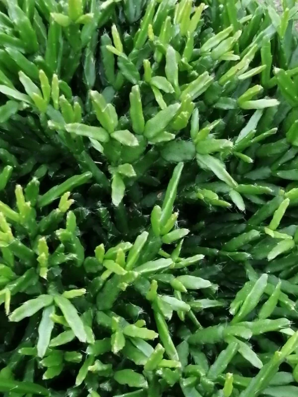 Rhipsalis ewaldiana, pianta da interno