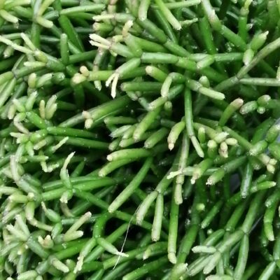 Rhipsalis clavata basket