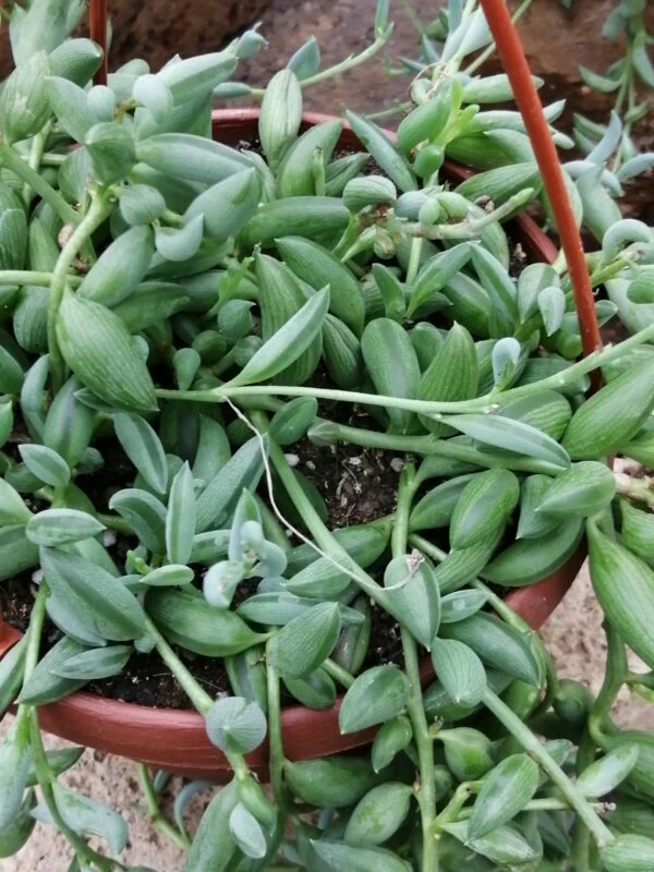 Senecio radicans String of bananas, pianta da interno