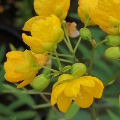 Cassia fistula