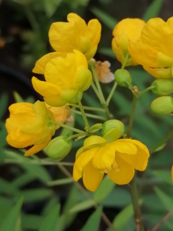Cassia fistula, pianta per orto e cucina