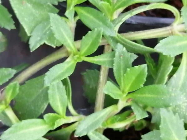Lippia nodiflora, pianta da esterno