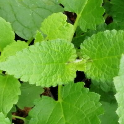 Stachys affinis , tuberina, Carciofo cinese