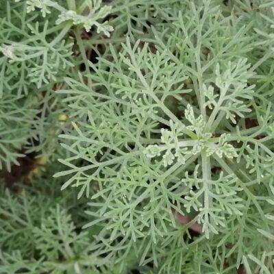 Artemisia absinthium Assenzio maggiore