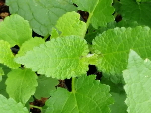 Stachys affinis , tuberina, Carciofo cinese, pianta da esterno
