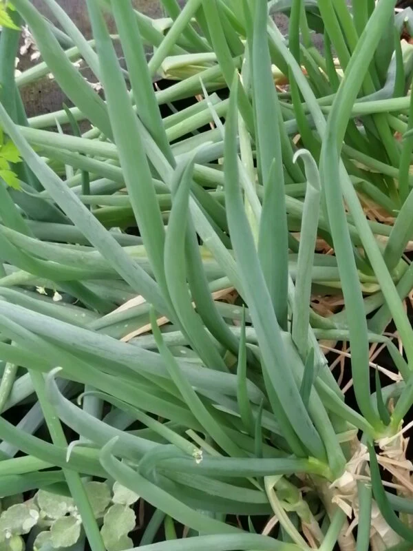 Allium cepa, ‘Ceva’, pianta da esterno