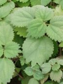 Boehmeria platanifolia