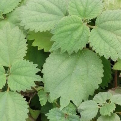 Boehmeria platanifolia