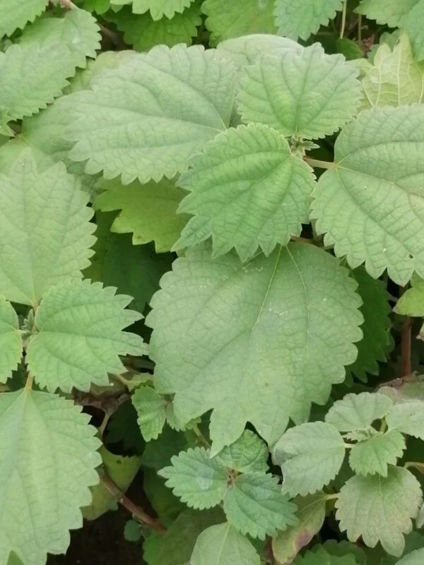 Boehmeria platanifolia, pianta da esterno