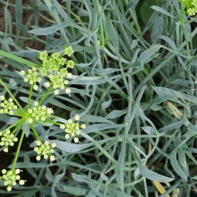 Crithmum maritimum, Finocchio marino