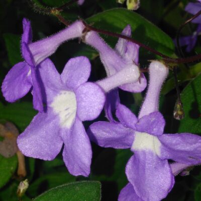 Streptocarpus saxorum