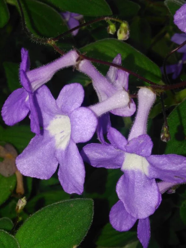 Streptocarpus saxorum, pianta da interno
