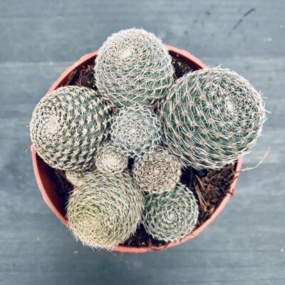 Rebutia heliosa var. condorensis