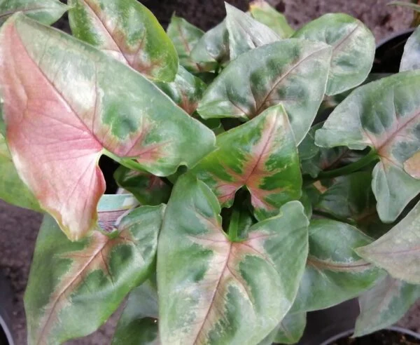 Syngonium Christmas, pianta da interno