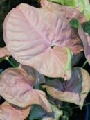 Syngonium Neon robusta Pink pianta giovane