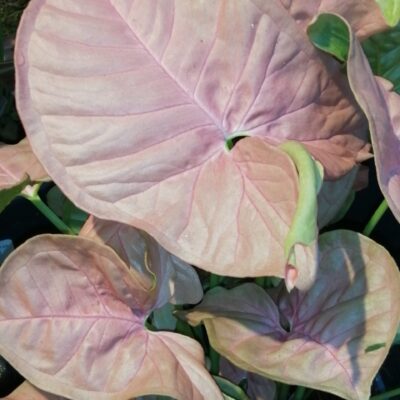 Syngonium Neon robusta Pink