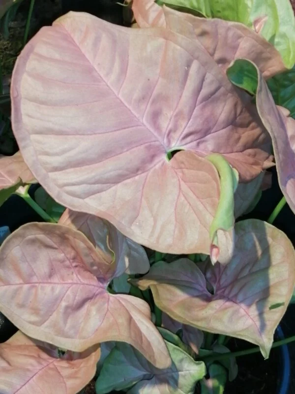 Syngonium Neon robusta Pink pianta giovane, pianta da terrario