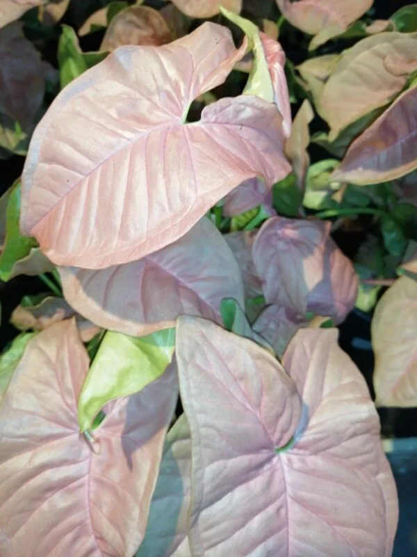 Syngonium Neon robusta Pink, foto 2
