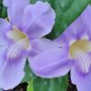 Thunbergia grandiflora, pianta da esterno