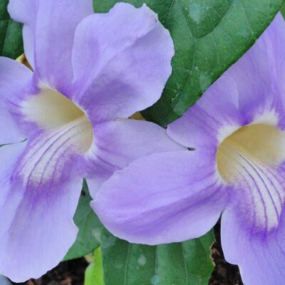 Thunbergia grandiflora