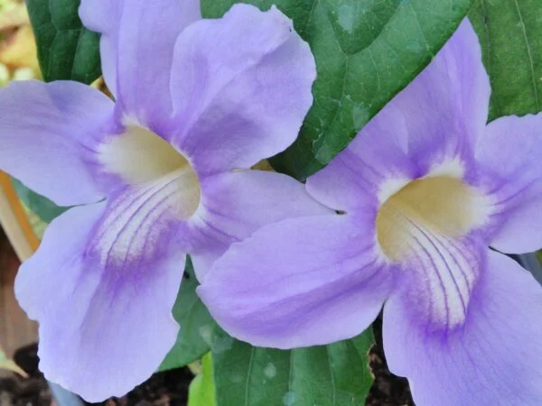 Thunbergia grandiflora, pianta da esterno