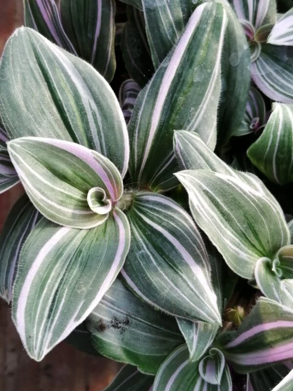 Tradescantia (Continental Group) Pink Dragon, sin. Pink Furry, foto 3
