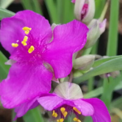 Tradescantia Satin Doll (Andersoniana Group)