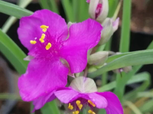 Tradescantia Satin Doll (Andersoniana Group), pianta da interno