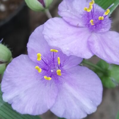 Tradescantia Little Doll (Andersoniana Group)