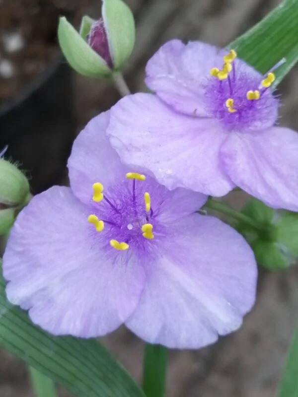 Tradescantia Little Doll (Andersoniana Group), pianta da interno