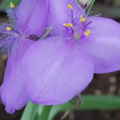Tradescantia Leonora (Andersoniana Group)