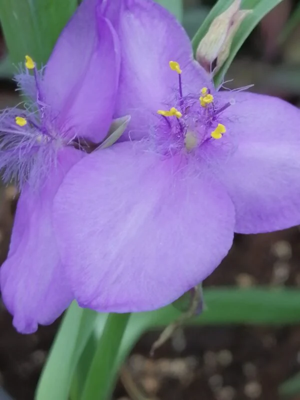 Tradescantia Leonora (Andersoniana Group), pianta da interno
