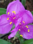 Tradescantia Rubra (Andersoniana Group)