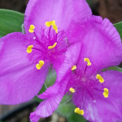 Tradescantia Rubra (Andersoniana Group)