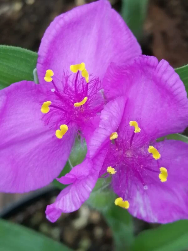 Tradescantia Rubra (Andersoniana Group), pianta da interno